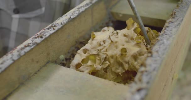 Caja de madera con una colmena dentro con algunas abejas cerca
 - Imágenes, Vídeo