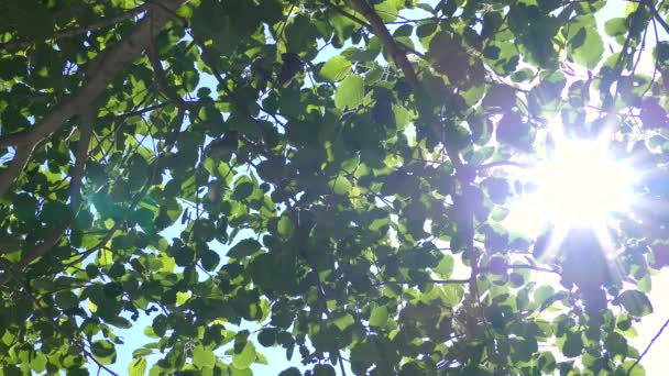 Sunbeams through green leaves. Bottom up view. - Filmati, video