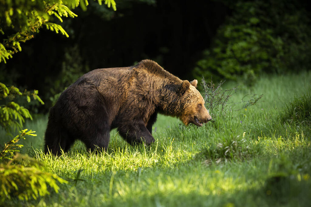 Majestic καφέ αρκούδα περπάτημα στο λιβάδι στη φύση του καλοκαιριού. - Φωτογραφία, εικόνα
