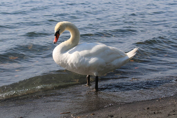 swan on lake with blue lake water in background - Photo, Image