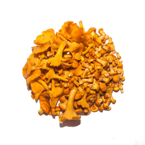 Букет грибів лисички на білому тлі
 - Фото, зображення