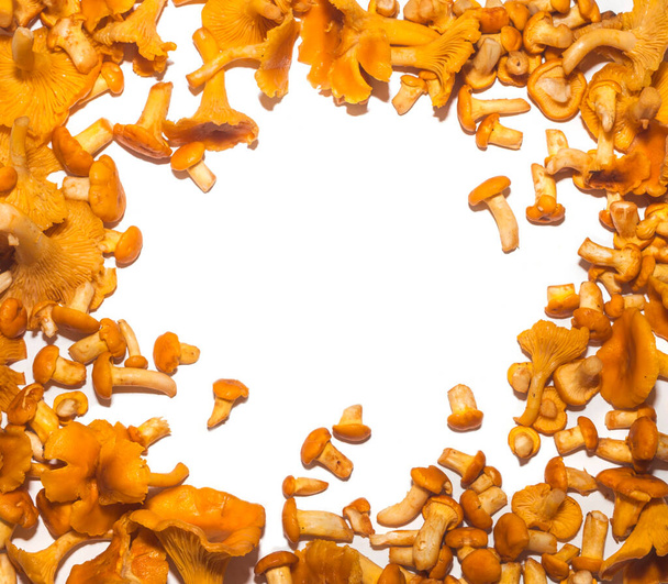 Rama grzybów chanterelle na białym tle - Zdjęcie, obraz