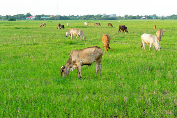 Grupo de vacas comen la hierba en el campo grande con fondo de paisaje urbano
 - Foto, imagen
