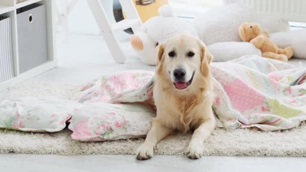 Beautiful dog under blanket with pillow - Video