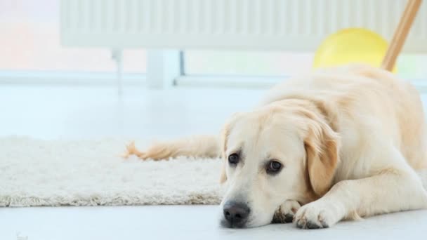 Calm domestic dog lying on floor - Felvétel, videó