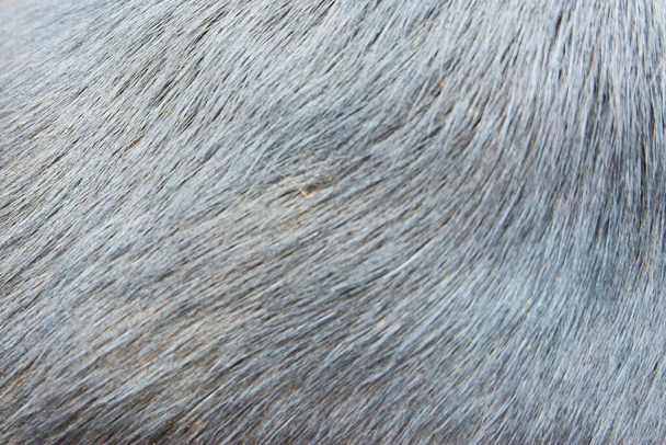 чорне хутро текстура волосся собаки
. - Фото, зображення
