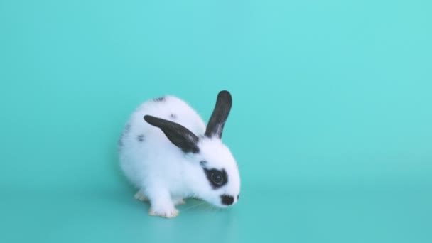 Malý bílý králík s černou tečkou vyskakující ze zeleného rámu - Záběry, video