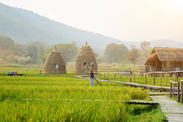 Rijstvelden bij Huai Tung Tao Reservoir in Chiang Mai, Thailand. Rijstvelden en hutten gemaakt van 2 rijststro 's En 1 huisje gemaakt van gras Staande marionet Er zijn prachtige wandelpaden om te bezoeken. - Foto, afbeelding