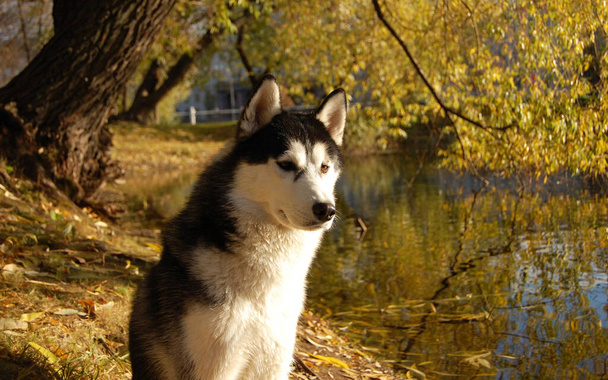 Dog breed Alaskan Malamute similar to the wolf in the autumn forest on the background of orange-yellow foliage. - Photo, Image