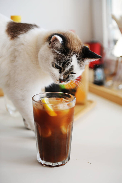 Милый кот с эспрессо-тоником с ломтиком лимона в стакане со льдом. Летний рецепт
 - Фото, изображение