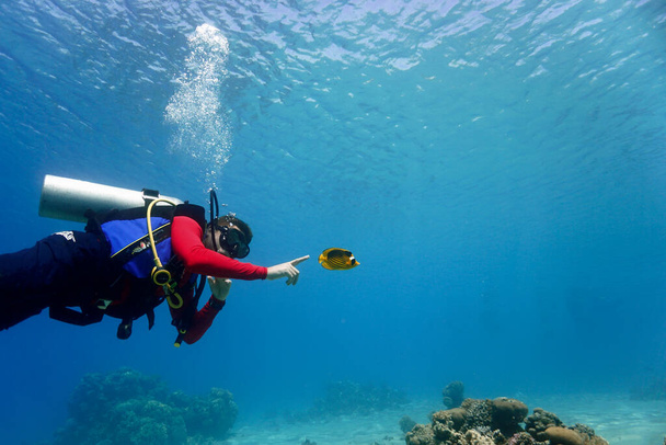 Foto subaquática de mergulhador assustado e pequenos peixes tropicais. De um mergulho no Mar Vermelho no Egito
. - Foto, Imagem
