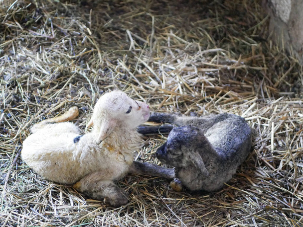 Cordeiro recém-nascido preto e branco. Foto de alta qualidade - Foto, Imagem