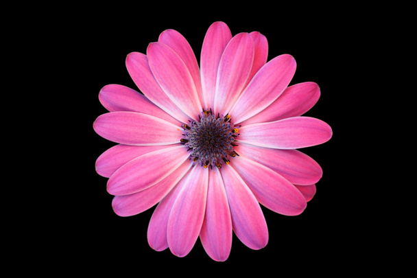 Daisy with black background - Foto, imagen