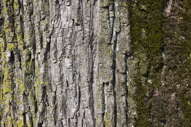 Close-up van verweerde boomschors met korstmos en mos. - Foto, afbeelding