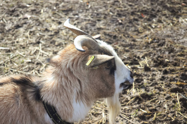 Бічний профіль коричневої білої кози з рогами
. - Фото, зображення