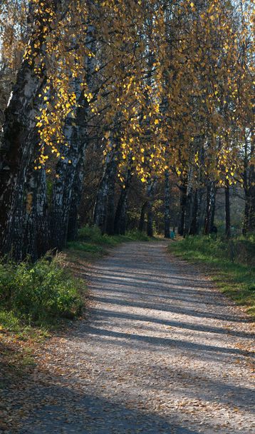 Autumn landscape with a path in Sokolniki park, Russia, Moscow - 写真・画像