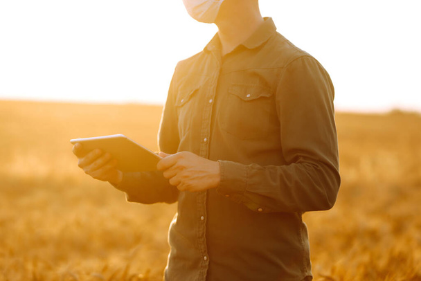 Fermier en masque médical stérile sur champ de blé doré avec une tablette dans les mains. Agriculture et concept de récolte. Covid-19. - Photo, image