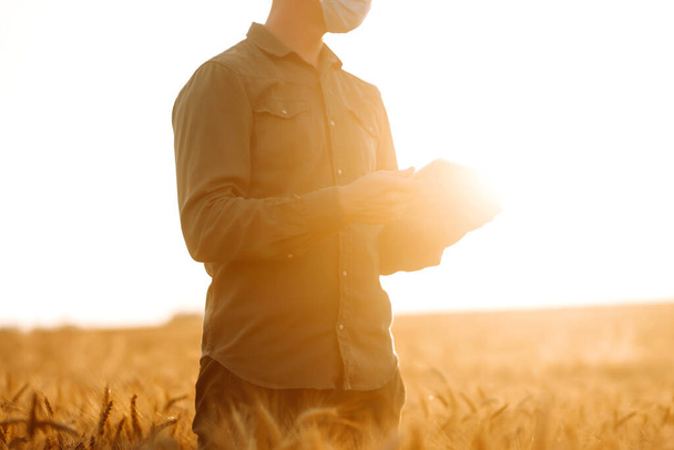 Αγρότης με αποστειρωμένη ιατρική μάσκα στο χωράφι με το χρυσό σιτάρι με ένα δισκίο στα χέρια του. Σχέδιο γεωργίας και συγκομιδής. Covid-19. - Φωτογραφία, εικόνα