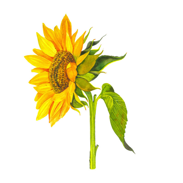 Žlutá slunečnice, akvarel na bílém pozadí. Sluníčko, slunečná květinko. Pro navrhování kancelářských potřeb, textilií, oděvů, polštářů, samolepek. - Fotografie, Obrázek
