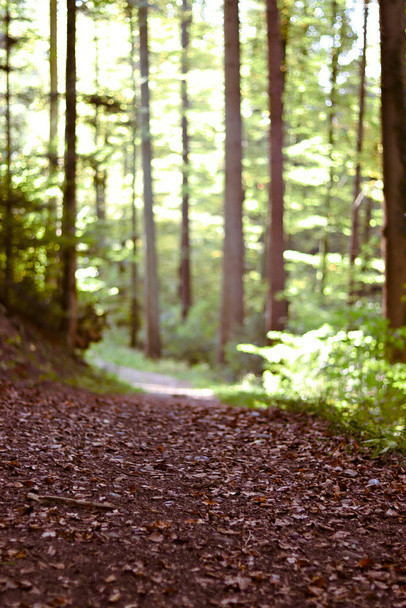 Pathway through forest. - 写真・画像