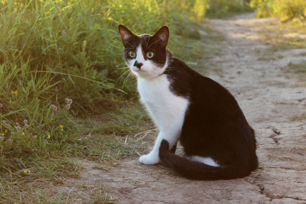 Söpö smokkikissa ulkona. Musta ja valkoinen kissa ulkona. Kissa istuu nurmikolla. Eläinten päivä, lemmikkieläinten käsite. - Valokuva, kuva