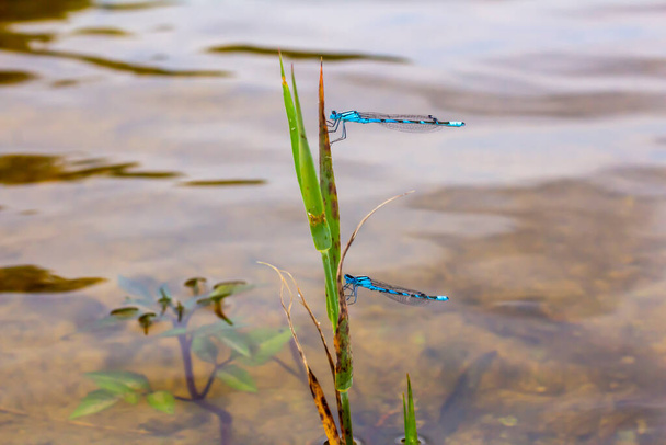 Two dragonflies sit on a leaf. Enallagma cyathigerum. - Photo, Image