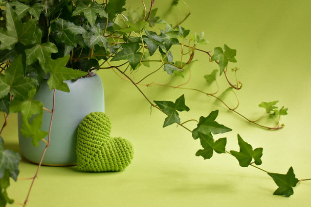 ツタ(ヘデラヘリックス)と緑のかぎ針編みの心は、背景、緑のパステル、ライトグリーン、環境に優しい、植物、愛、環境保護、新鮮なまま - 写真・画像