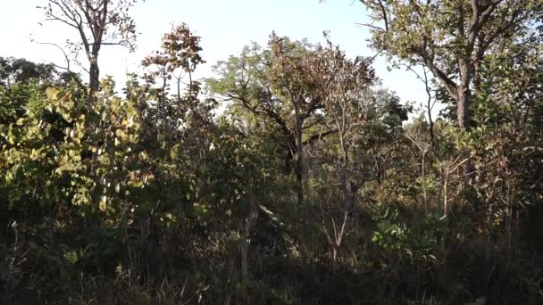 Typowe drzewa i roślinność, które można znaleźć w sawannach lub cerrados Brazylii  - Materiał filmowy, wideo