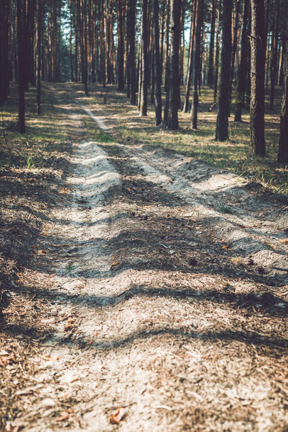 Country road in a pine forest. Spring coniferous forest in the morning. - Photo, Image