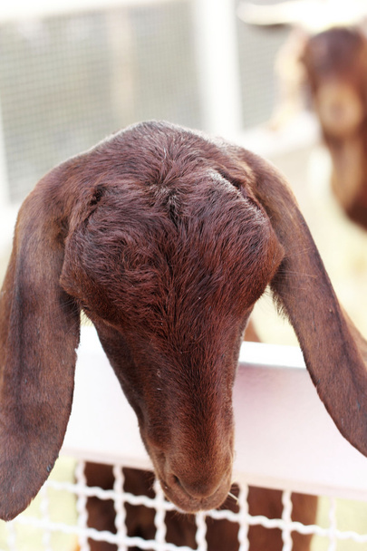 ファーム内の茶色のヤギ - 写真・画像