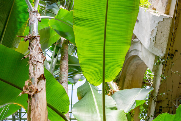 Lähellä paksu mehukas lehti eksoottinen kasvi kasvihuoneessa - Valokuva, kuva