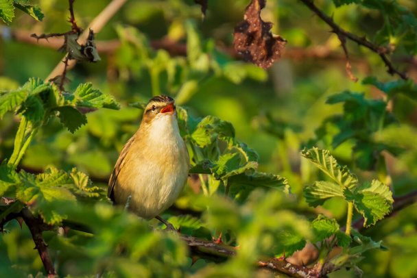 Closeup of a Sedge Warbler bird, Acrocephalus schoenobaenus, singing to attract a female during breeding season in Springtime. Perched in a green brambling bush. - Photo, Image