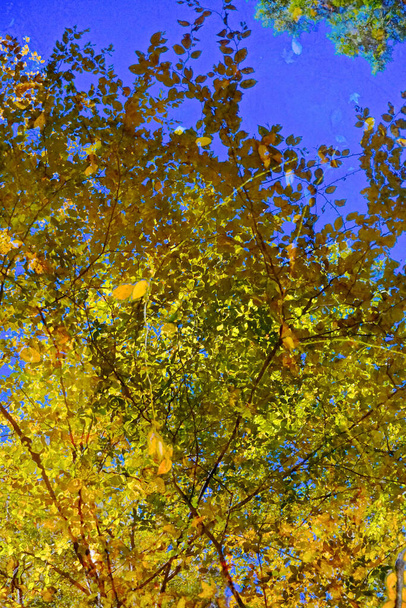 Pocono Dağları, Pennsylvania: Bir deredeki ağaçların ve sonbahar yapraklarının yansımaları izlenimci desenler ve dokular yaratır. - Fotoğraf, Görsel