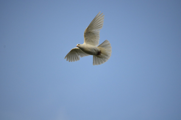 Doves - Photo, Image