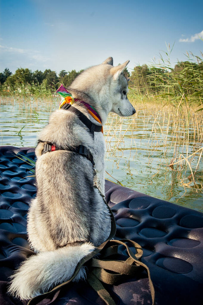 A gray husky dog sits half-turned on an air mattress in the middle of a large lake near the shore with green trees - Photo, Image
