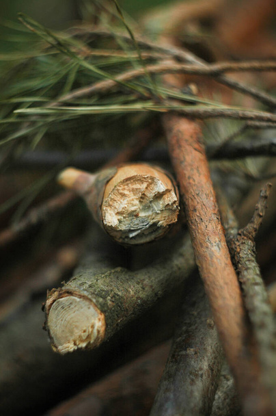 Leña de pino picada acostada sobre un fondo borroso
 - Foto, imagen