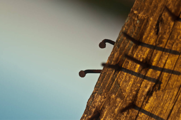 Old rusty nails in a piece of wood on a background of blurred evening sunny sky diagonal placement - Photo, Image