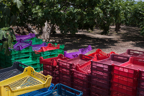 prázdné a skládané krabice s ovocem. Obr. Baix Llobregat Agrarian Park v provincii Barcelona, Katalánsko, Španělsko. Červen 2020. - Fotografie, Obrázek
