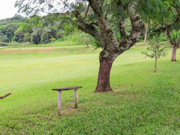 Houten bank en boom naast de weg in graspark op zonnige dag. - Foto, afbeelding