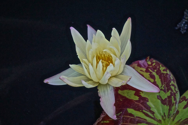 Close-up de um lírio de água rosa pálido - - Nymphaeaceae - e almofadas de lírio flutuando em uma piscina
. - Foto, Imagem