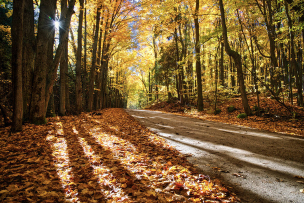 Krajina venkovské silnice s podzimní listí barvy, a nízký úhel pohledu. - Fotografie, Obrázek