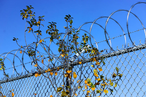 Rami di foglie verdi e arancioni intrecciati con bobine di filo spinato su una recinzione di collegamento a catena, con un cielo blu brillante sullo sfondo. - Foto, immagini