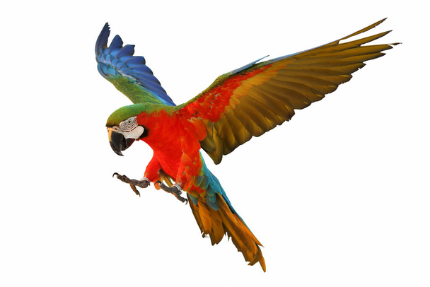 Colorful flying macaw parrot isolated on white - Foto, Bild