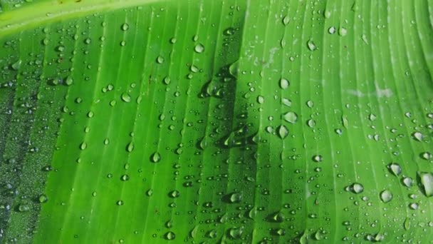 Krople wody na zielony liść banana rano - Materiał filmowy, wideo