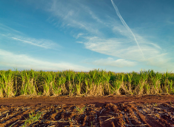 Gyönyörű cukornád ültetvény Brazíliában. - Fotó, kép