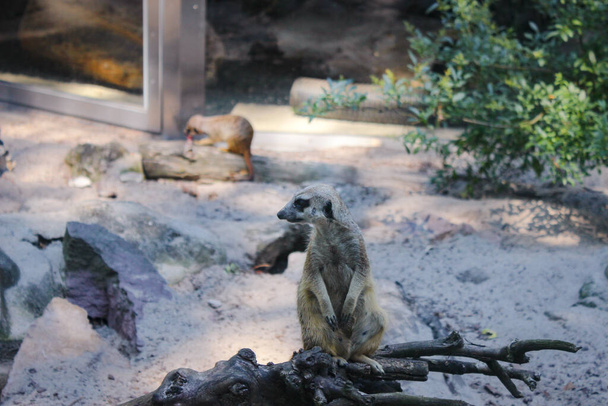 Ο Μερκάτ είναι σε επιφυλακή. Meerkat κάθεται σε ένα ξηρό δέντρο υποκατάστημα και παρατηρεί προσεκτικά το περιβάλλον. - Φωτογραφία, εικόνα
