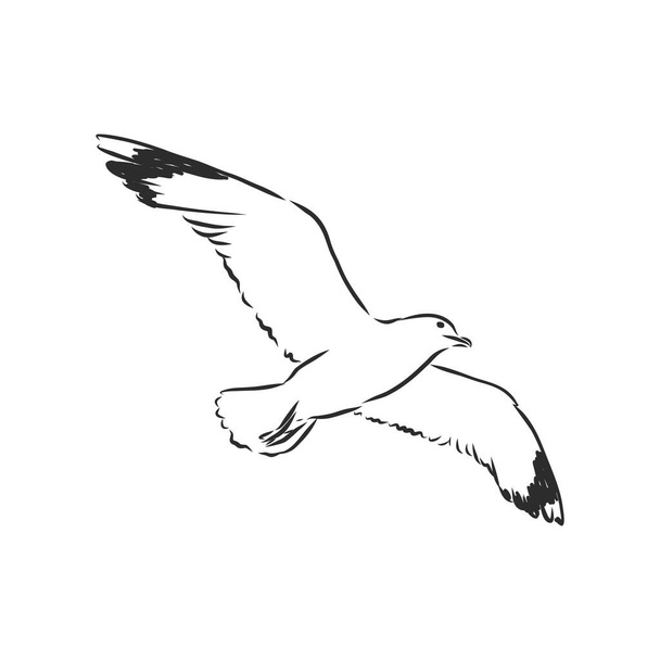 Oiseau de mouette croquis animal gravure vectorielle illustration. Imitation de style scratch board. Image dessinée à la main. Oiseau mouette, croquis vectoriel illustration - Vecteur, image