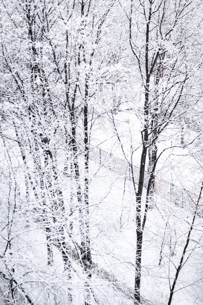 雪の木、クリスマスの背景、冬. - 写真・画像