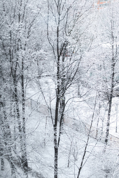 Снежные деревья, рождественский фон, зима
. - Фото, изображение