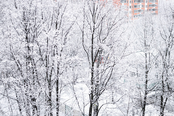 Śnieżne drzewa, tło świąteczne, zima. - Zdjęcie, obraz